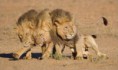 /album/%e3%83%95%e3%82%a9%e3%83%88%e3%82%ae%e3%83%a3%e3%83%a9%e3%83%aa%e3%83%bc/lions-came-out-the-club-1-jpg2/